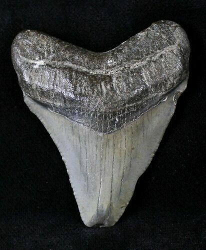 Juvenile Megalodon Tooth #20770